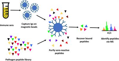 Shotgun Immunoproteomic Approach for the Discovery of Linear B-Cell Epitopes in Biothreat Agents Francisella tularensis and Burkholderia pseudomallei